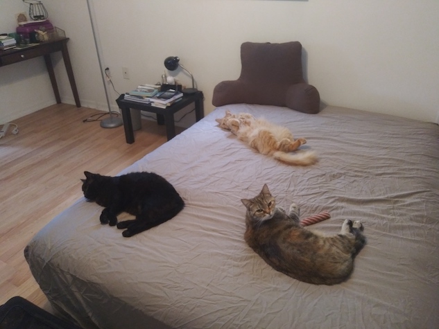 Photo of 3 cats (1 black, 1 fluffy orange on his back, and 1 brown tabby) laying scattered on a king-sized bed with a brown sheet. A pillow and nightstand are visible in the background